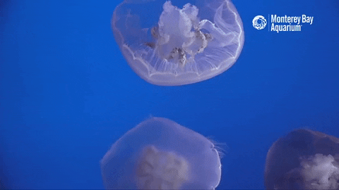 Moon jellies | Wallpapers | Monterey Bay Aquarium
