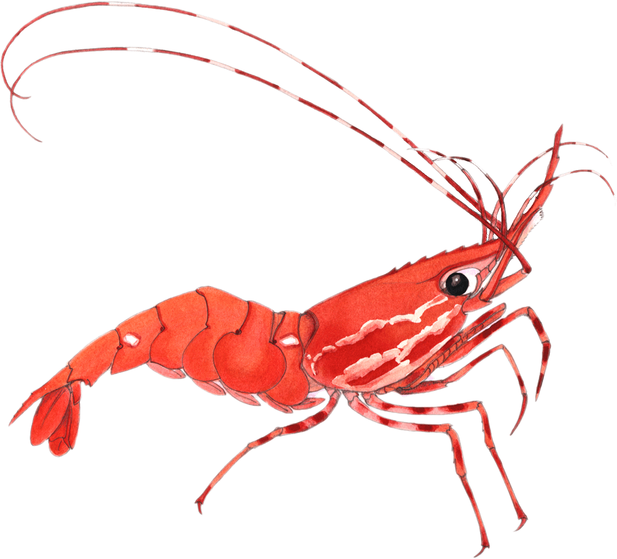 New partnership to bring Indian shrimp to a Seafood Watch Good