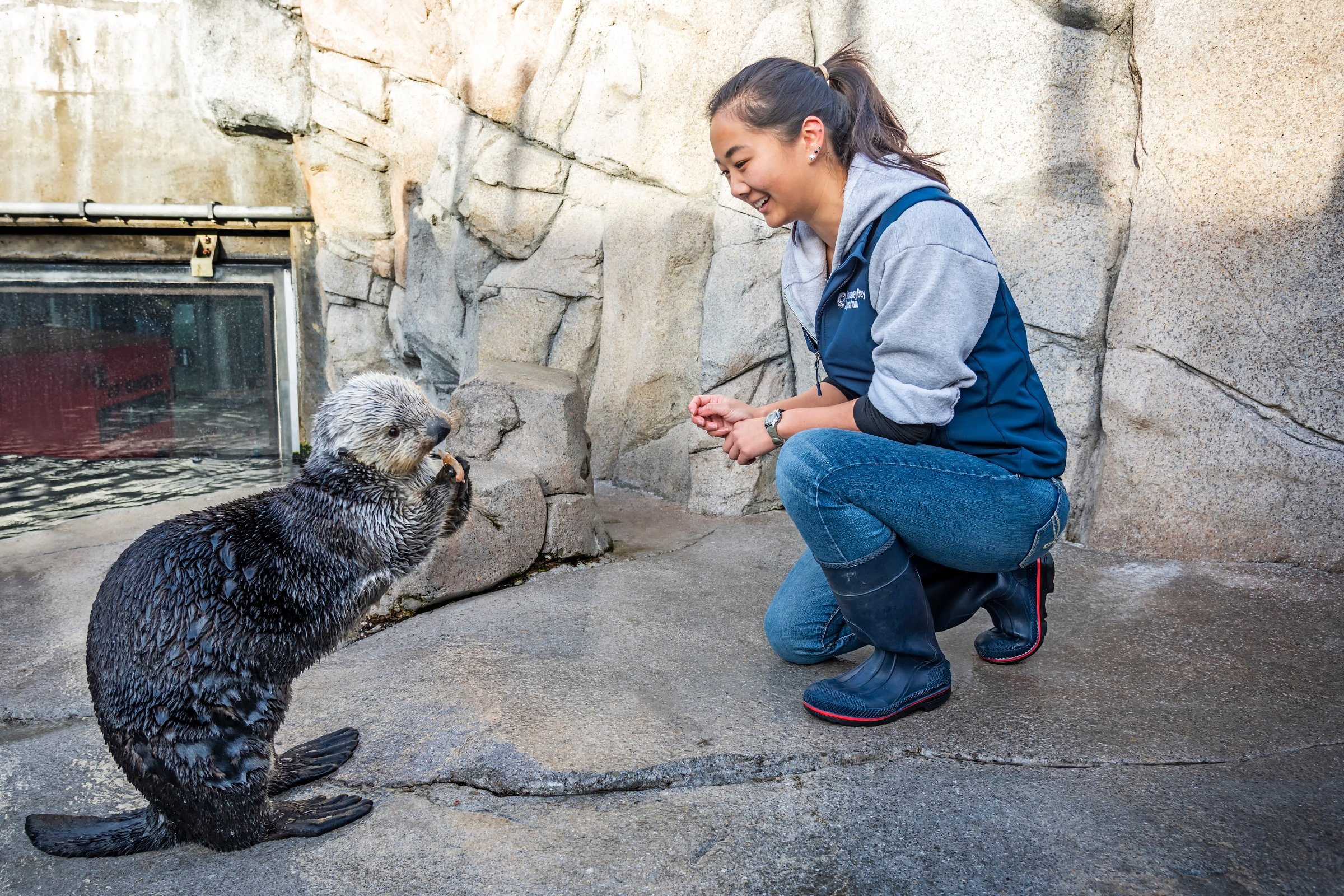 Sea Otter Feeding | Shows & feedings | Monterey Bay Aquarium